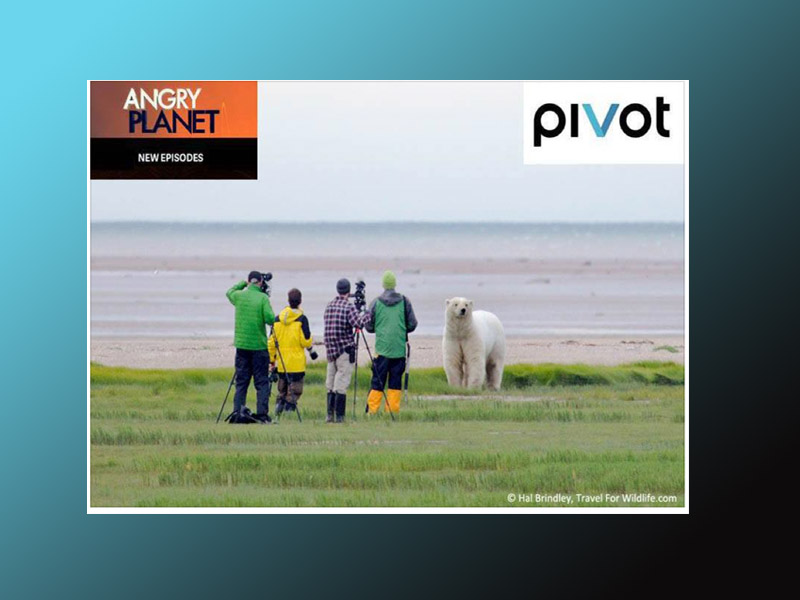 Angry Planet: Polar Bear on Pivot TV